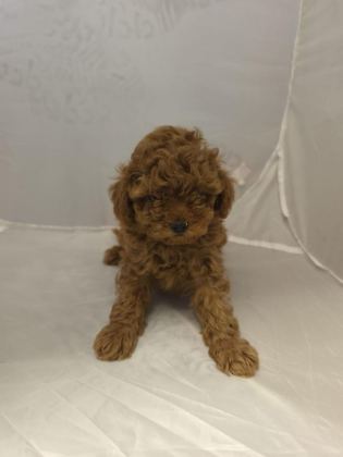 2 ERKEK 1 DİŞİ TOY POODLE İZMİR