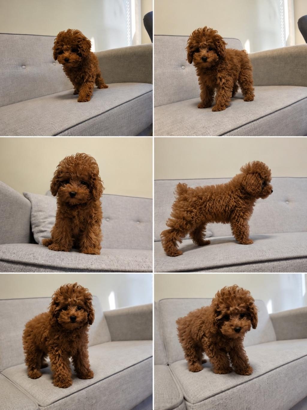 2 ERKEK 1 DİŞİ TOY POODLE İZMİR