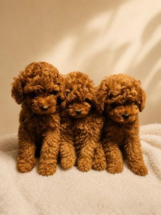 2 ERKEK 1 DİŞİ TOY POODLE İZMİR
