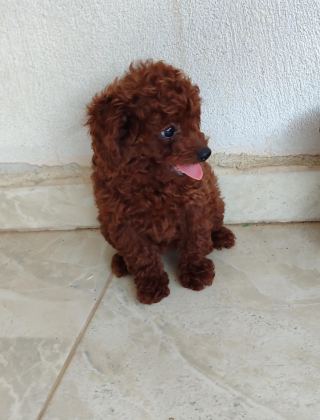 BEBEK YÜZLÜ POODLE YAVRULAR