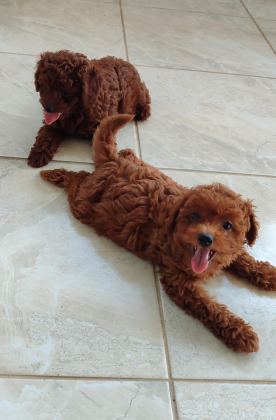BEBEK YÜZLÜ POODLE YAVRULAR