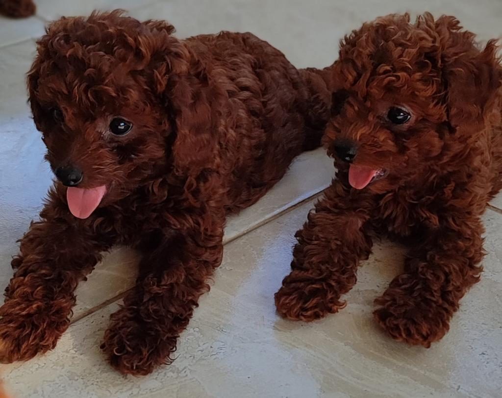 BEBEK YÜZLÜ POODLE YAVRULAR