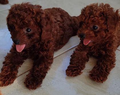 BEBEK YÜZLÜ POODLE YAVRULAR