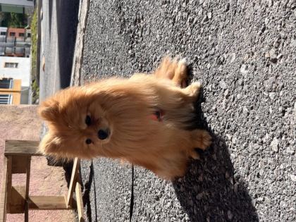 POMERANİAN DİŞİ 1 YAŞINDA