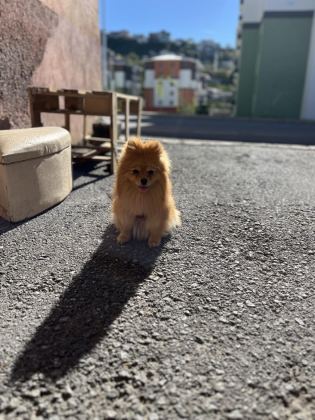 POMERANİAN DİŞİ 1 YAŞINDA