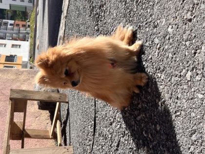 POMERANİAN DİŞİ 1 YAŞINDA