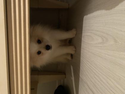 GÜZEL POMERANİAN KIZIMIZ YENİ YUVASINI ARIYOR