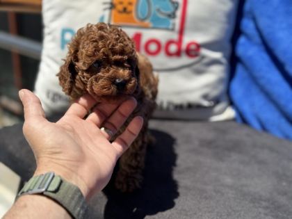 PETMODE KÖPEK ÇİFTLİĞİNDE ZİYARETE AÇIK KORE TOY POODLE
