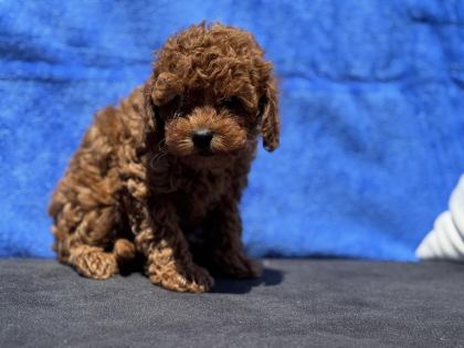 PETMODE KÖPEK ÇİFTLİĞİNDE ZİYARETE AÇIK KORE TOY POODLE