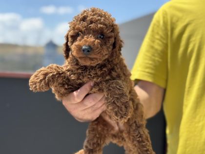PETMODE KÖPEK ÇİFTLİĞİNDEN TOY POODLE YAVRULAR