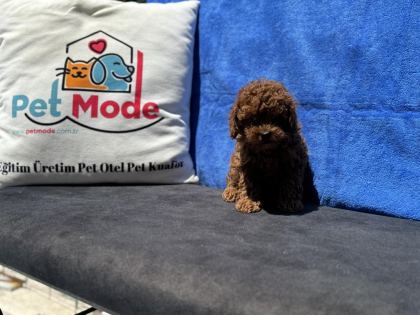 PETMODE KÖPEK ÇİFTLİĞİNDE ZİYARETE AÇIK KORE TOY POODLE