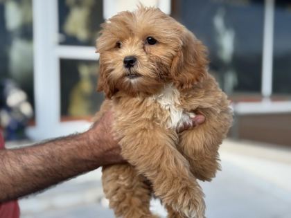 PETMODE KÖPEK ÇİFTLİĞİNDEN MİNİ MALTİPOO YAVRULAR