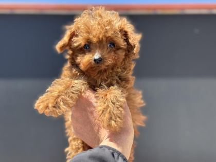 4 AYLIK TİNY KORE POODLE 700 GR PETMO DEN