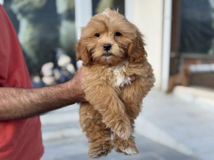 PETMODE KÖPEK ÇİFTLİĞİNDEN MALTİPOO YAVRULARIMIZ