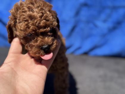 PETMODE KÖPEK ÇİFTLİĞİNDE ZİYARETE AÇIK KORE TOY POODLE