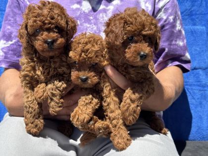 PETMODE KÖPEK ÇİFTLİĞİNDE ZİYARETE AÇIK KORE TOY POODLE