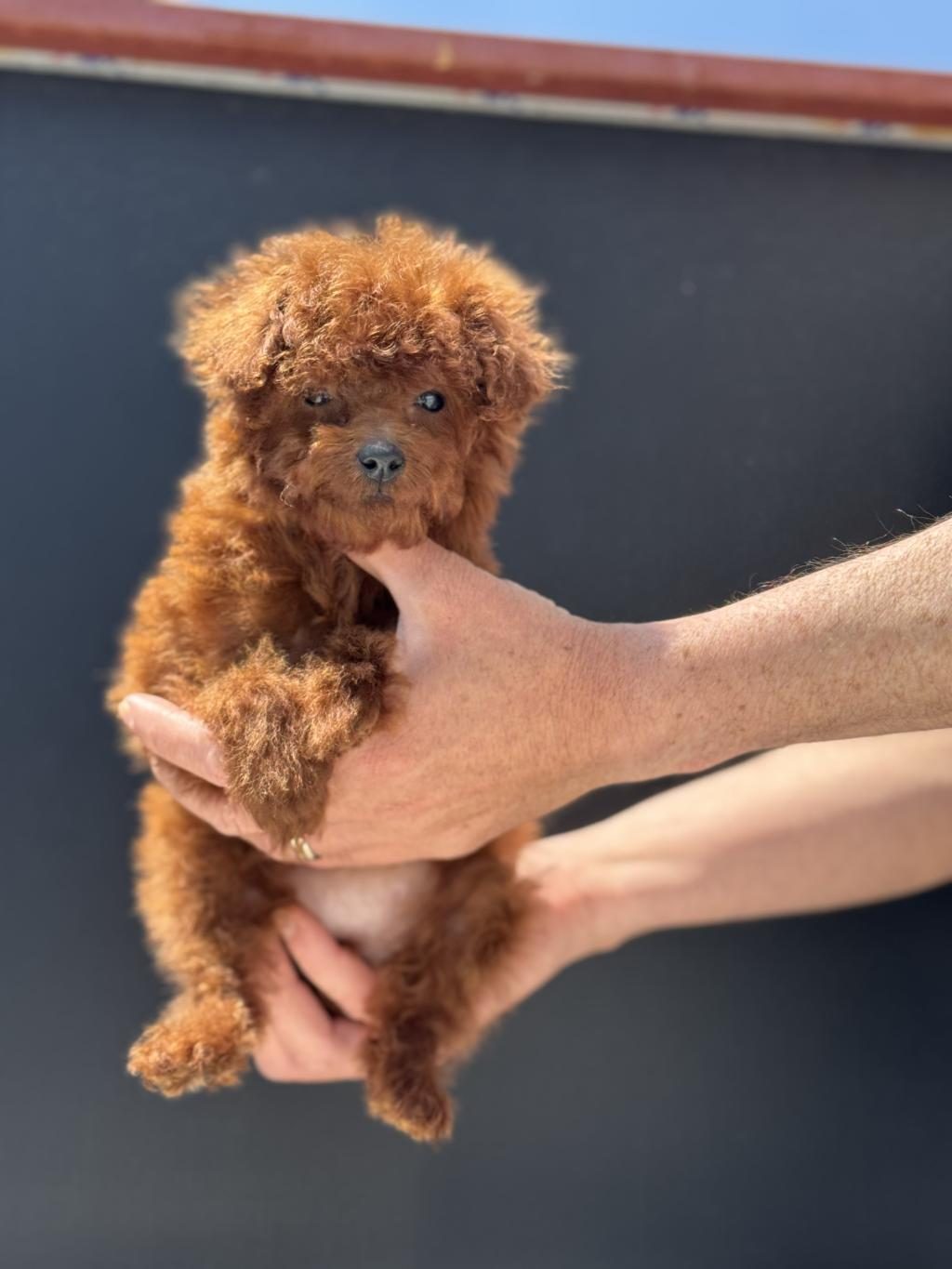 PETMODE KÖPEK ÇİFTLİĞİNDEN TEA CUP KORE POODLE