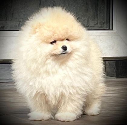 ULTRA KALİTE SAFKAN TEDDY POMERANİAN LAR PETMODE DEN