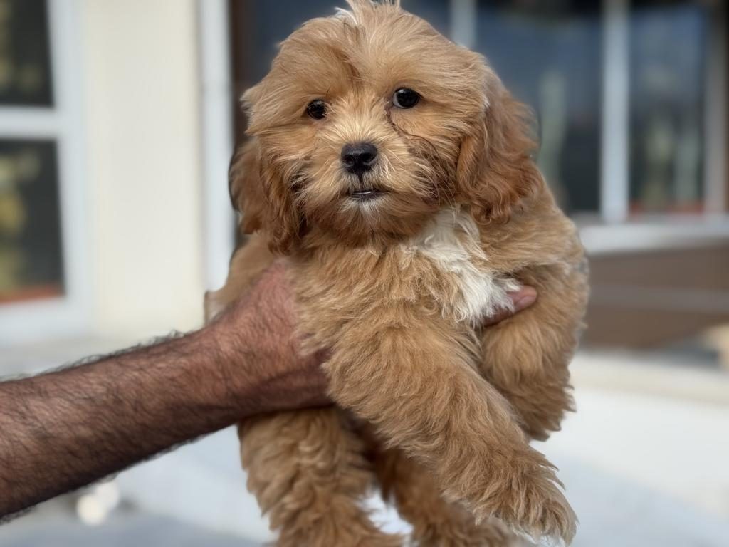 PETMODE KÖPEK ÇİFTLİĞİNDEN MALTİPOO YAVRULARIMIZ
