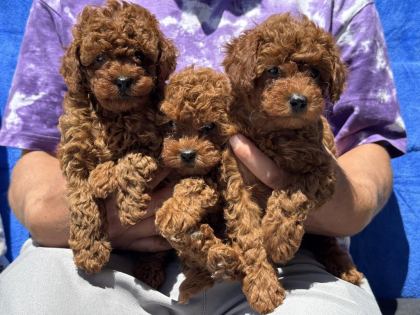 PETMODE KÖPEK ÇİFTLİĞİNDE ZİYARETE AÇIK KORE TOY POODLE