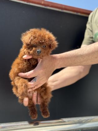 PETMODE KÖPEK ÇİFTLİĞİNDEN TEA CUP KORE POODLE