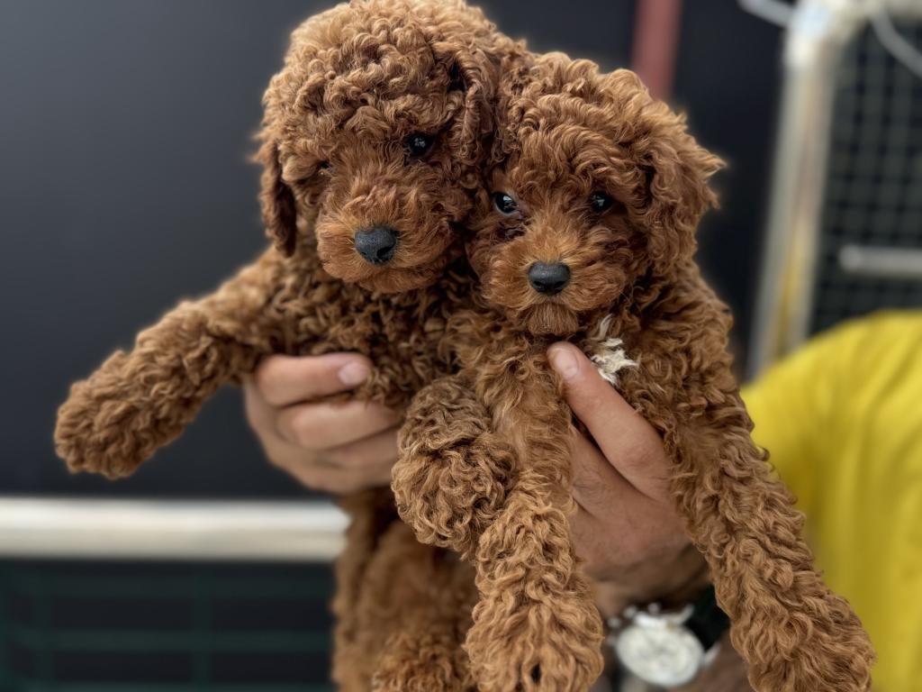 PETMODE KÖPEK ÇİFTLİĞİNDEN TOY POODLE YAVRULAR