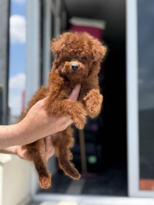 PETMODE KÖPEK ÇİFTLİĞİNDEN TEA CUP KORE POODLE