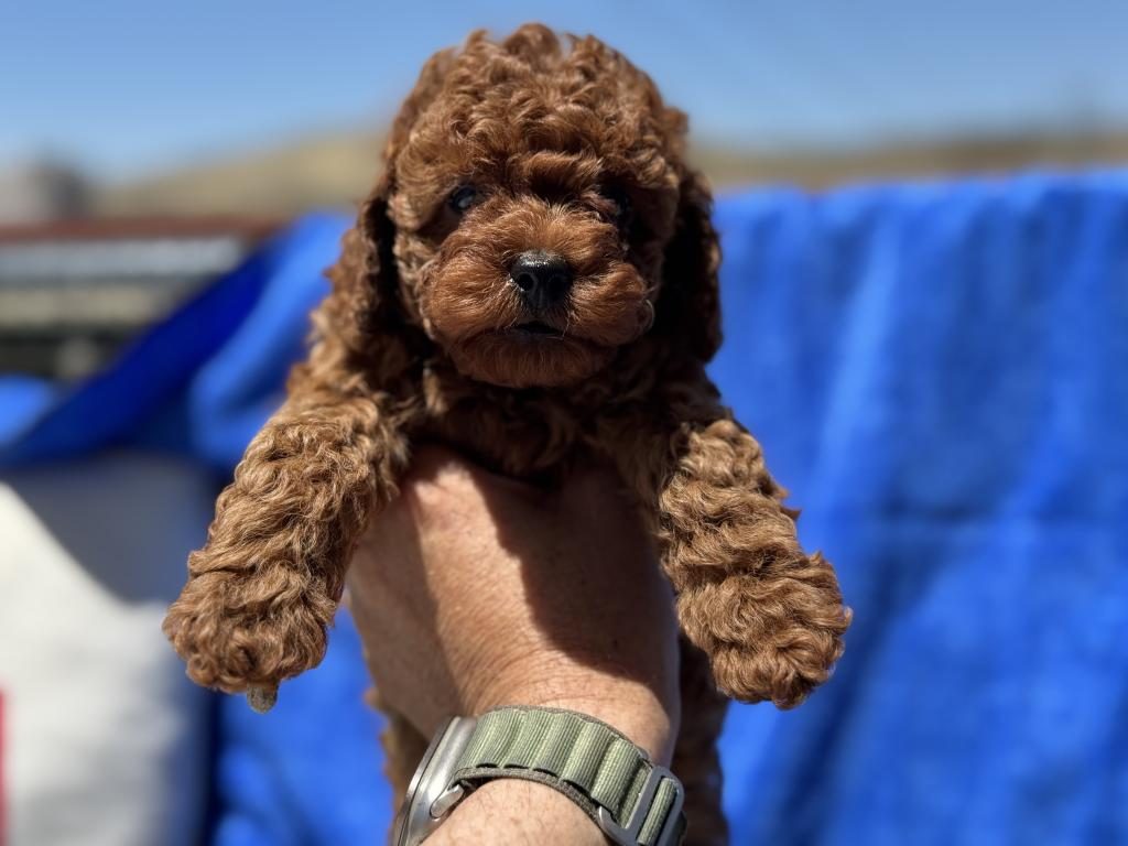 PETMODE KÖPEK ÇİFTLİĞİNDE ZİYARETE AÇIK KORE TOY POODLE