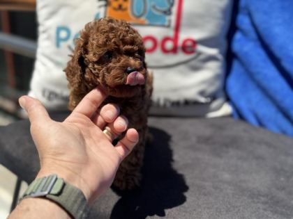 PETMODE KÖPEK ÇİFTLİĞİNDE ZİYARETE AÇIK KORE TOY POODLE