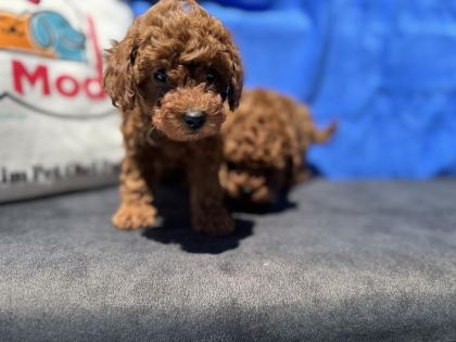 PETMODE KÖPEK ÇİFTLİĞİNDE ZİYARETE AÇIK KORE TOY POODLE