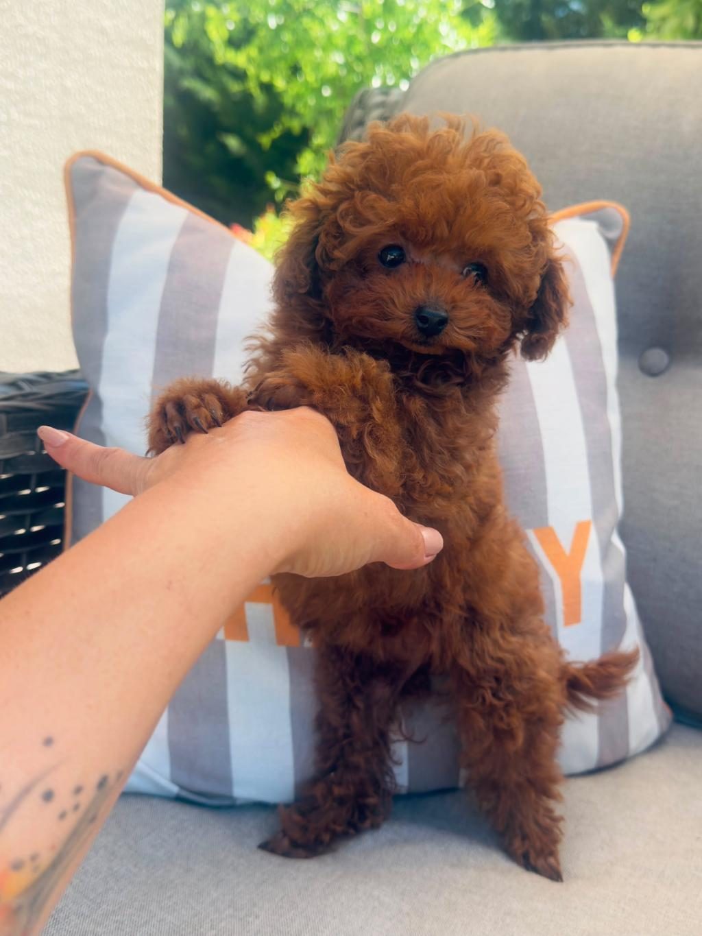 PETMODE KÖPEK ÇİFTLİĞİNDEN TEA CUP KORE POODLE
