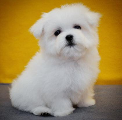 TEA CUP KORE KAN MALTESE YAVRUMUZ PETMODE DEN