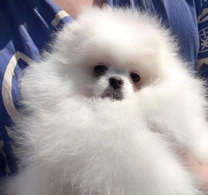 ULTRA KALİTE SAFKAN TEDDY POMERANİAN LAR PETMODE DEN