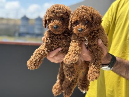 PETMODE KÖPEK ÇİFTLİĞİNDEN TOY POODLE YAVRULAR
