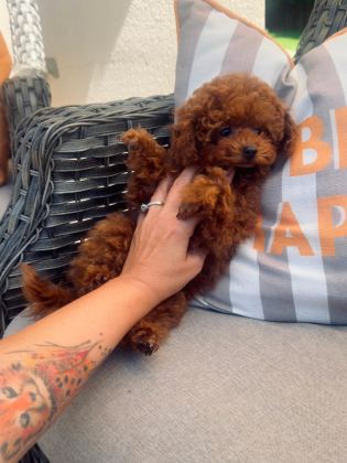 PETMODE KÖPEK ÇİFTLİĞİNDEN TEA CUP KORE POODLE