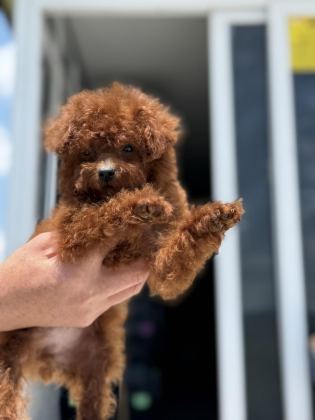 PETMODE KÖPEK ÇİFTLİĞİNDEN TEA CUP KORE POODLE