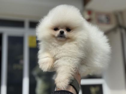 PETMODE KÖPEK ÇİFTLİĞİNDEN TEDDY POMERANİAN