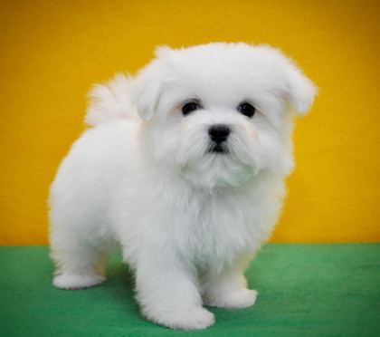 TEA CUP KORE KAN MALTESE YAVRUMUZ PETMODE DEN