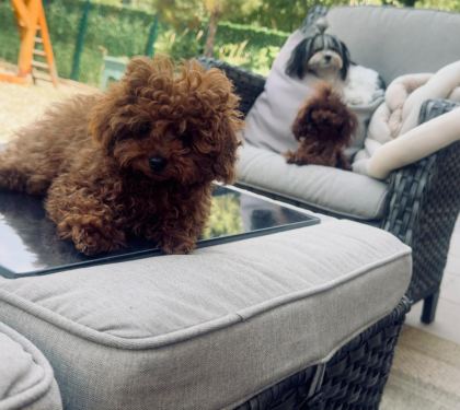 PETMODE KÖPEK ÇİFTLİĞİNDEN TEA CUP KORE POODLE