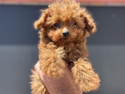 4 AYLIK TİNY KORE POODLE 700 GR PETMO DEN