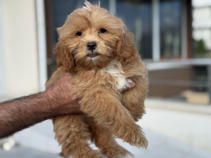 PETMODE KÖPEK ÇİFTLİĞİNDEN MALTİPOO YAVRULARIMIZ