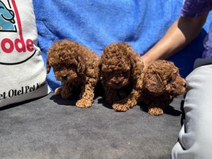 PETMODE KÖPEK ÇİFTLİĞİNDE ZİYARETE AÇIK KORE TOY POODLE