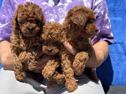 PETMODE KÖPEK ÇİFTLİĞİNDE ZİYARETE AÇIK KORE TOY POODLE