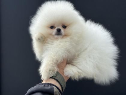 PETMODE KÖPEK ÇİFTLİĞİNDEN TEDDY POMERANİAN