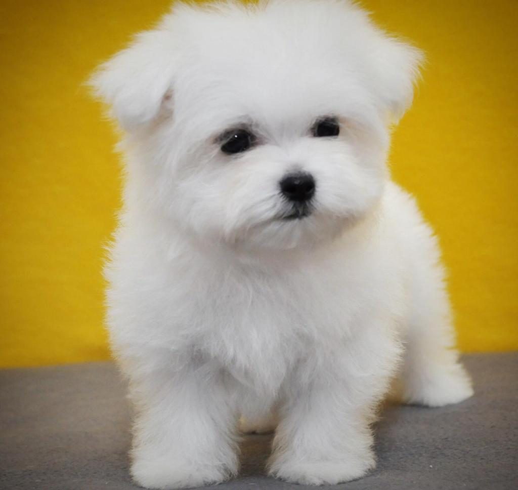 TEA CUP KORE KAN MALTESE YAVRUMUZ PETMODE DEN