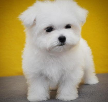 TEA CUP KORE KAN MALTESE YAVRUMUZ PETMODE DEN