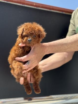 PETMODE KÖPEK ÇİFTLİĞİNDEN TEA CUP KORE POODLE