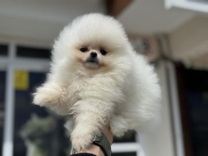 PETMODE KÖPEK ÇİFTLİĞİNDEN TEDDY POMERANİAN