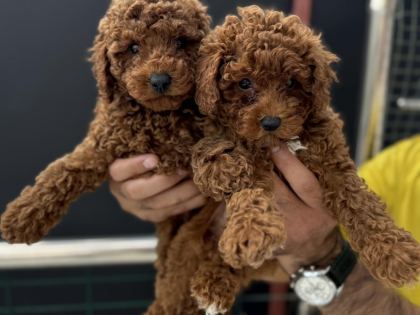 PETMODE KÖPEK ÇİFTLİĞİNDEN TOY POODLE YAVRULAR