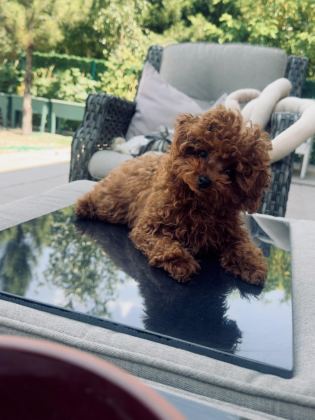 PETMODE KÖPEK ÇİFTLİĞİNDEN TEA CUP KORE POODLE